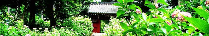 あじさい寺　本光寺