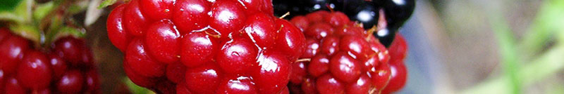 2006年夏　内海の花